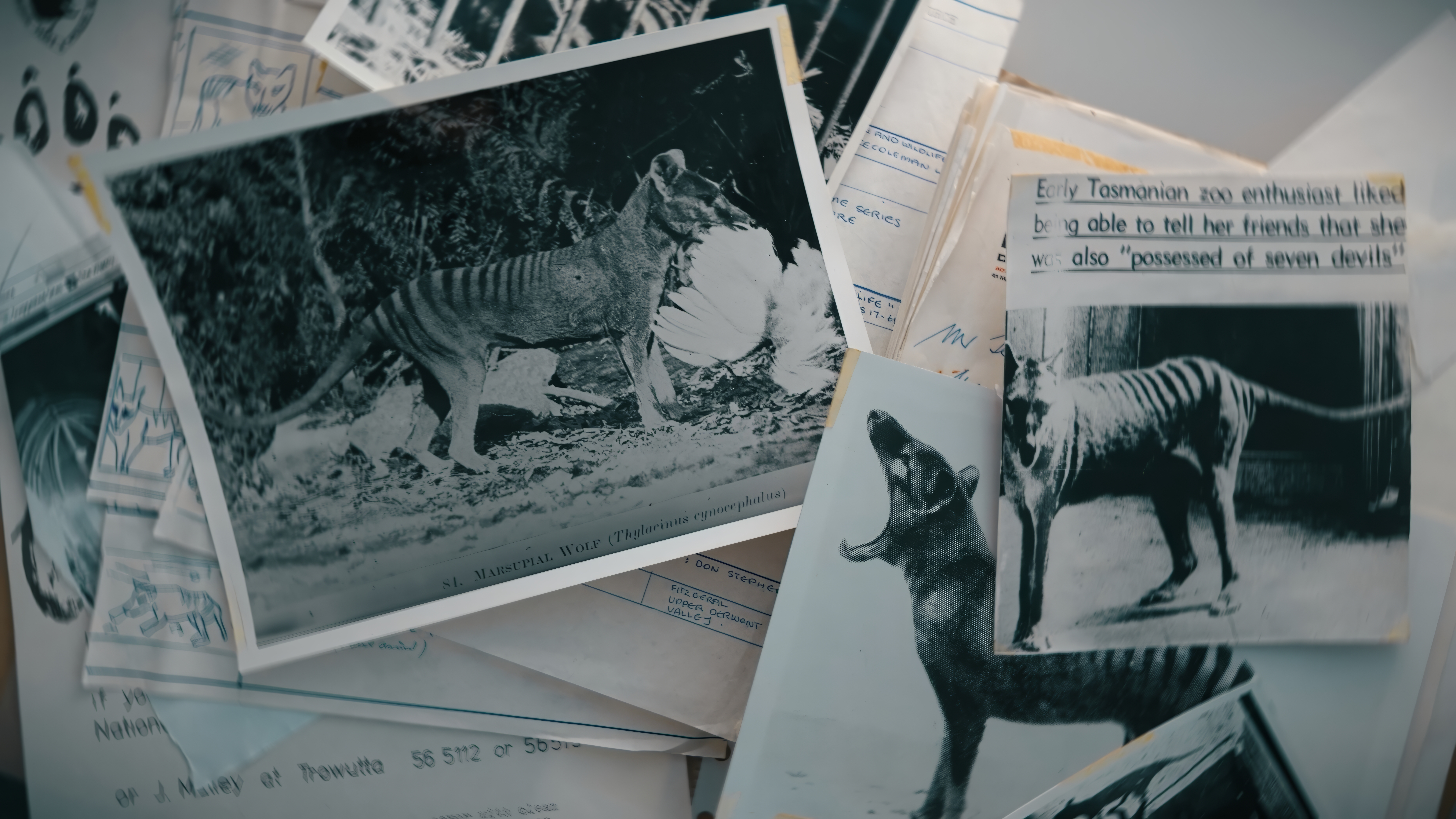 Behind the 'Hunt for Truth: Tasmanian Tiger' with solo film-maker Tim Noonan